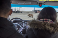 bear through windshield